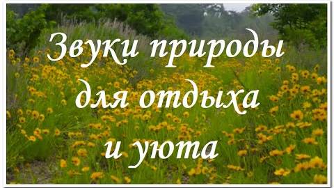 Звуки природы  Пение птиц для отдыха