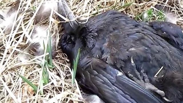 Нашёл мёртвого ворона.
