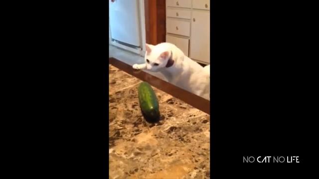 🐈 Самые смешные 😻 кошки и 🥒 огурцы