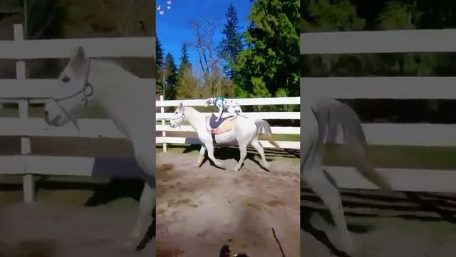Дружба. Собаки и лошади❤️