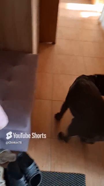 А ваша собака так же хочет на охоту!