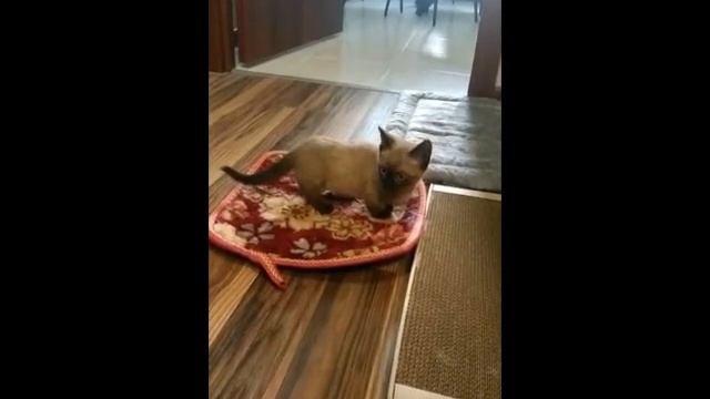 #SHORTS #МАНЧКИН КОТЕНОК ДОРОГА ДОМОЙ