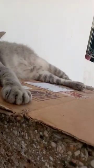 #cat waking up#funny4#shorts