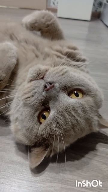Кот Философ .
