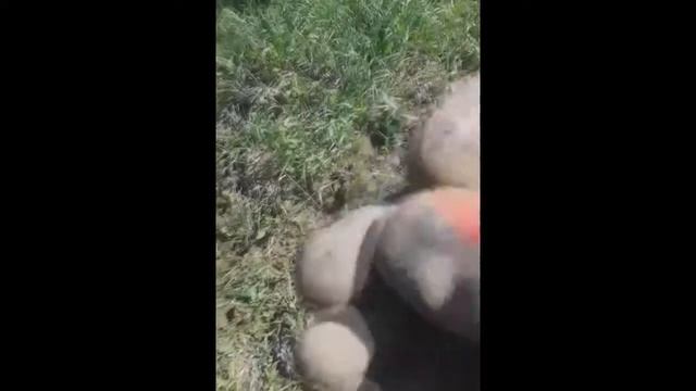Первые Екатеринские пятаки