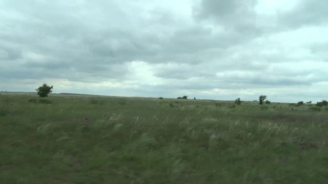 Ковыль цветёт в степях за Доном