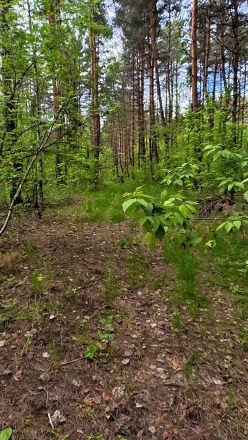 В лесу...