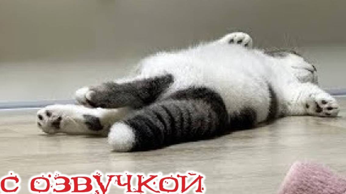 Приколы с котами! С ОЗВУЧКОЙ! - Самые смешные животные! СМЕШНЫЕ КОТЫ! До слёз!!