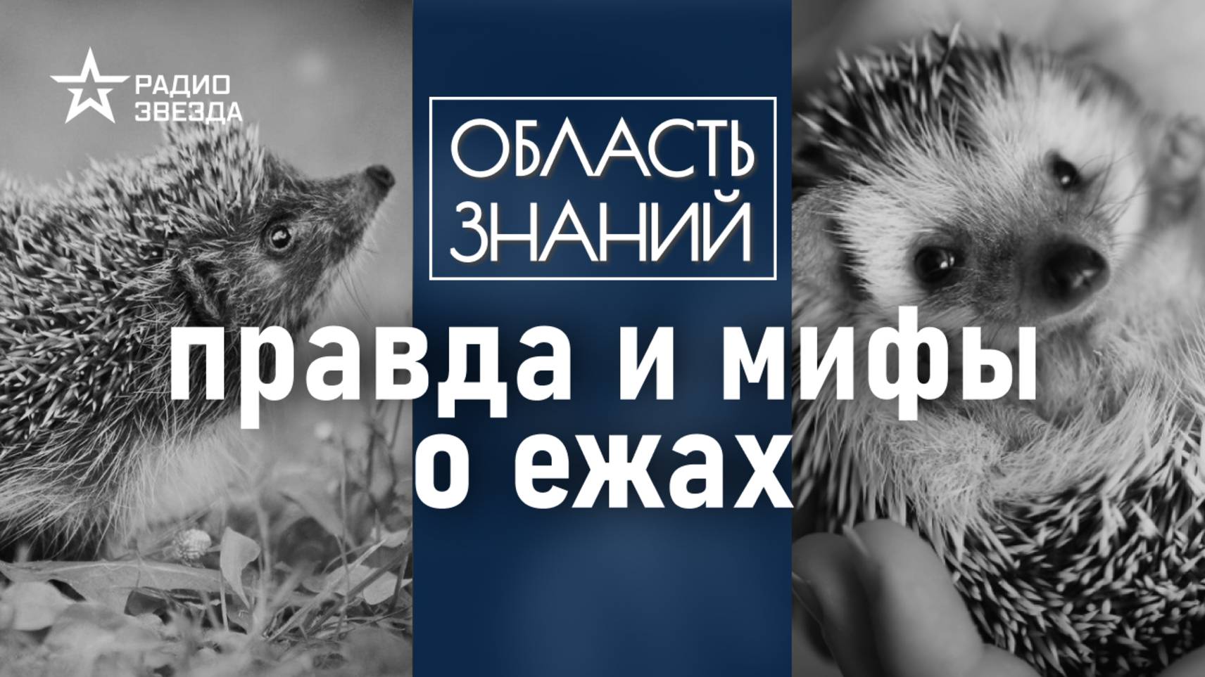 Чем опасен ёж для человека? Лекция биолога Натальи Носовой