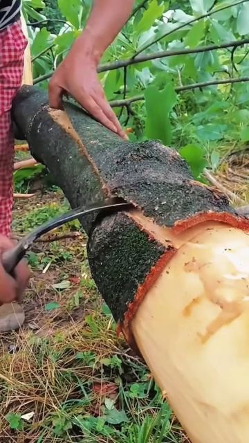 The process of taking tree bark #shorts