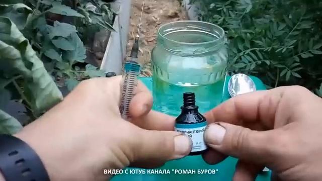 ЙОД и ЗЕЛЕНКА ОТ ФИТОФТОРЫ И БОЛЕЗНЕЙ ТОМАТОВ. Средство от фитофторы. Чем обработать томаты.