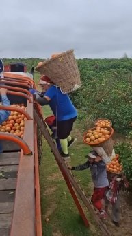 The process of harvesting fruit #shorts