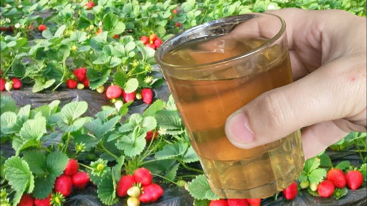 🍓🌱 КЛУБНИКИ БУДЕТ В 10 РАЗ БОЛЬШЕ! ПОЛЕЙТЕ ЭТИМ В МАЕ КЛУБНИКУ! 🌱🍓