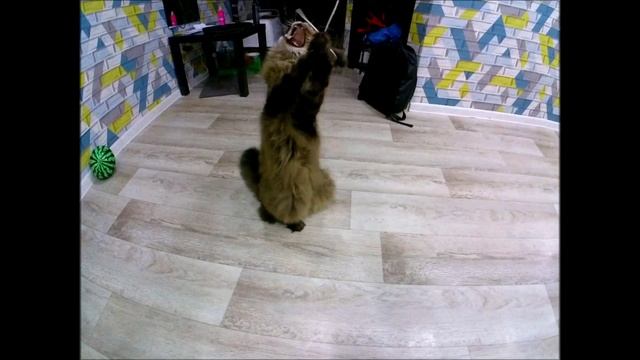 Мейн-кун против человека: Кто победит в игре?