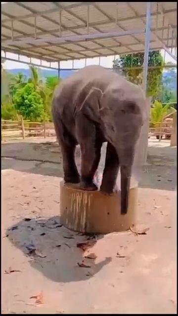 #elephant #มองนานๆ #funnyanimals #ช้างน่ารัก #animals #funny 🌼🌲🌳🌴😍🌸🌺