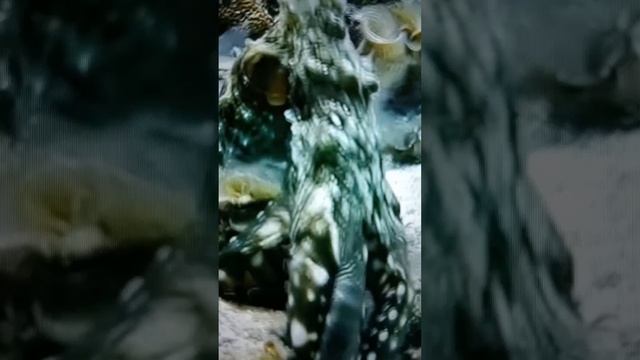 Осьминог изменяет свою окраску😮