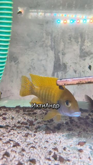 бенша