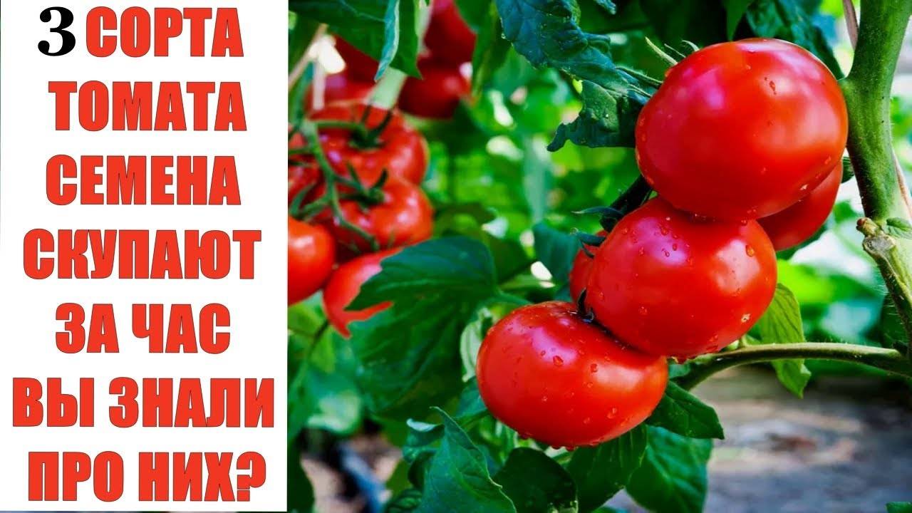 🔥 ТОП-3 СОРТА ТОМАТОВ, КОТОРЫЕ РАЗБИРАЮТ КАК ГОРЯЧИЕ ПИРОЖКИ!