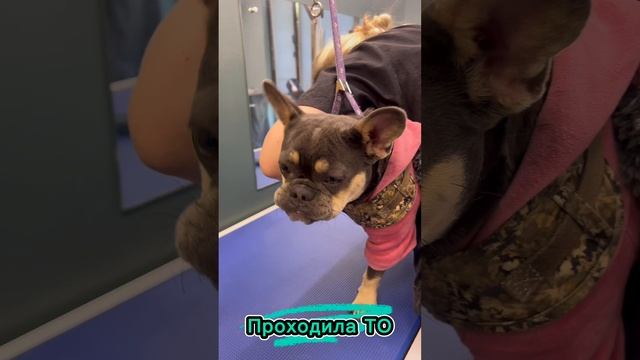 Француженка и ее обычная среда