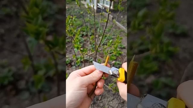 ПРИВИВКА ДЕРЕВЬЕВ,100% ПРИЖИВАЕМОСТЬ