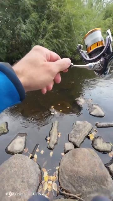 Река Лососинка Хариус #рыбалка #fishing #мормышинг