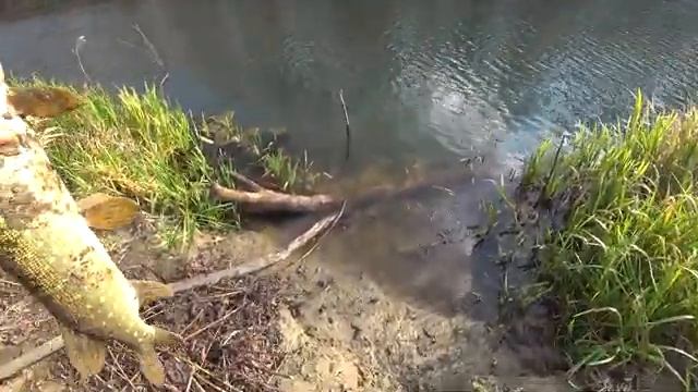Ловля Щуки На Красивой Осенней Реке. Рыбалка на спиннинг.