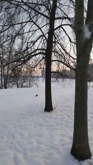 Кормушка для птиц. 9 декабря 2023.