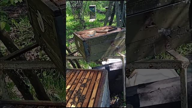 Расширение пчелосемьи