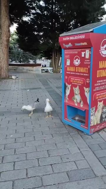 🇹🇷Турецкая чайка научилась мяукать, чтобы ее кормили.

Она стоит возле автомата с кошачьим кормом