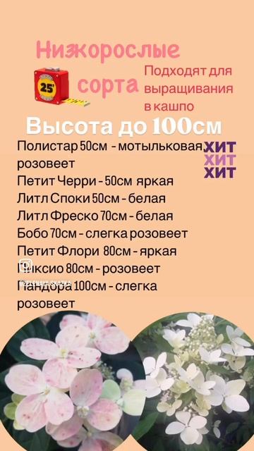 Как выбрать и какую метельчатую гортензию?