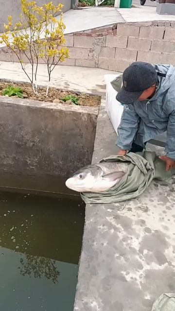 Release fish to breed in the river #shorts