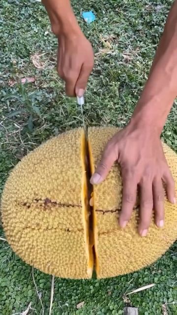 The process of splitting jackfruit easily #shorts
