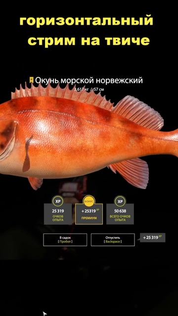 Окунь морской норвежский Трофей! #fishing #рр4 #рыбалка