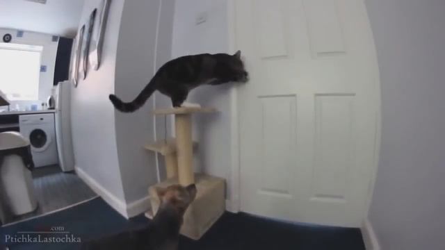🐈🏵Смешные кошки 🏵🐈