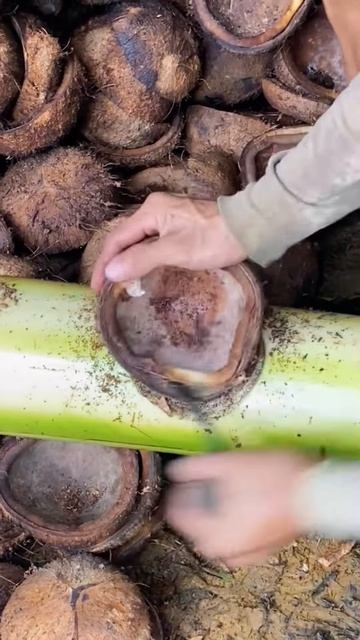 Peeling roasted coconuts to make coconut oil #shorts