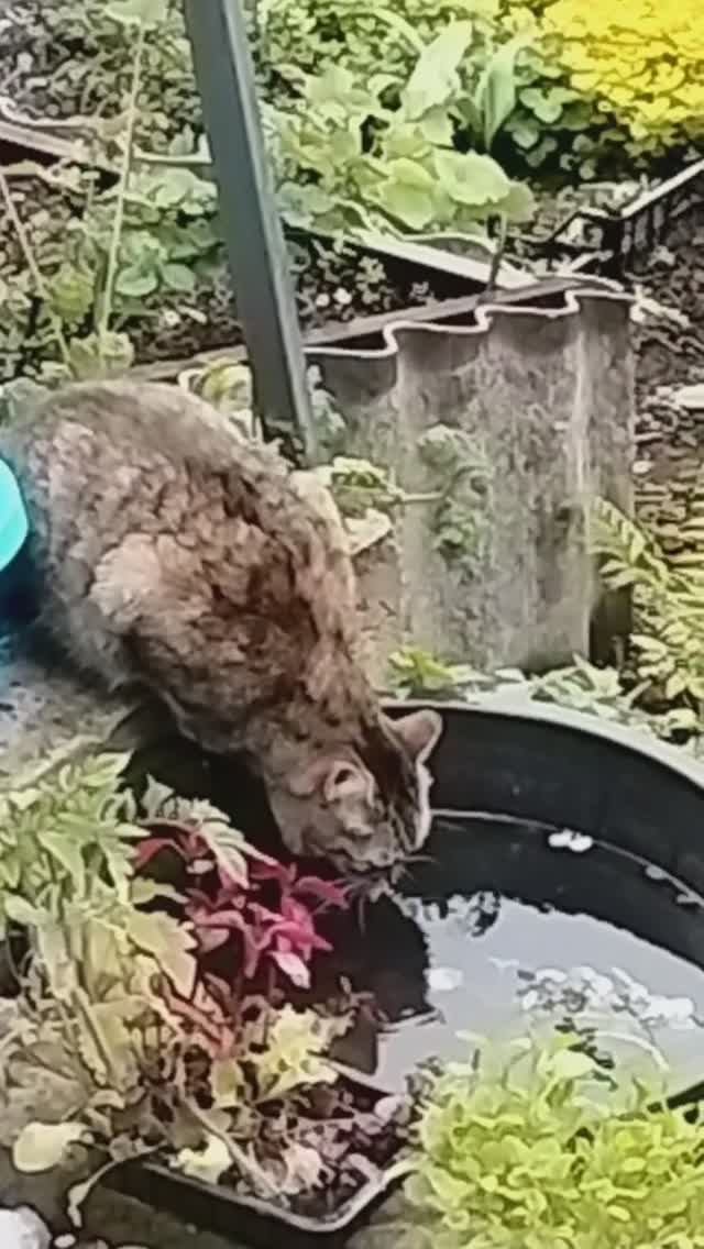 Каждой кошке по большой плошке!