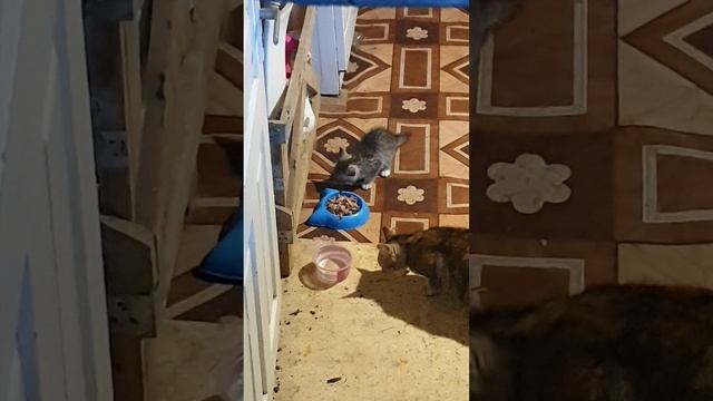 20250514_073952_1_1.mp4 котята завтракают