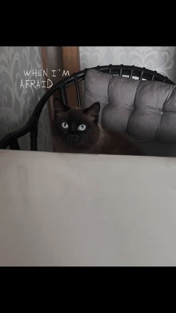 Котики 💓🐱