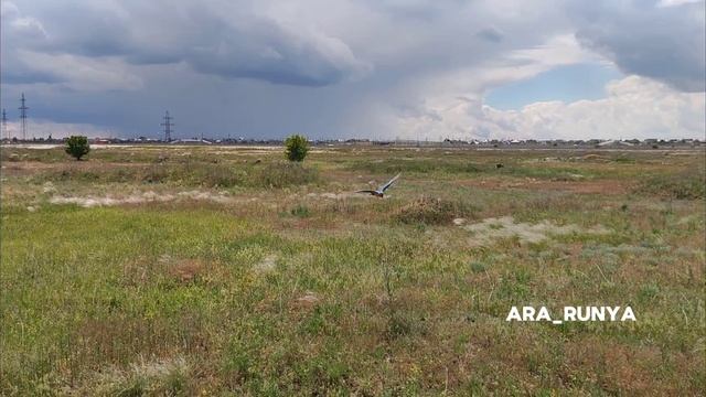 Свободный полёт попугай ара Руня. 14 мая