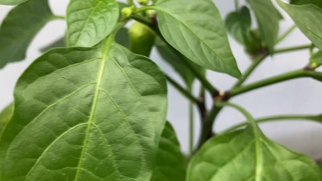 Какие перцы посадила на рассаду, скоро буду высаживать в открытый грунт.