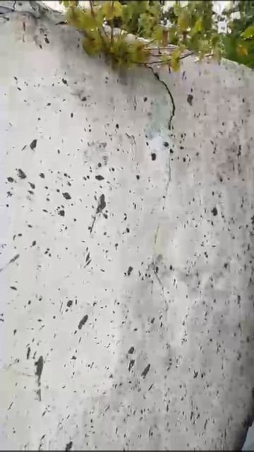 Как она проросла через стену 😯😯😯😯