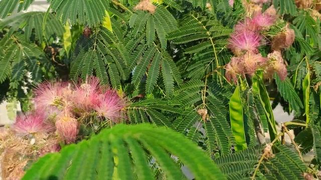 Lankaran acacia  Albizia julibrissin Durazz.  Ленкоранская акация альбиц