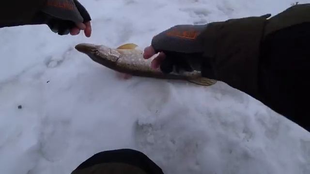 Рыбалка на жерлицы. Ловля щуки на реке. Рыбалка на живца.