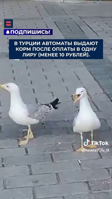 Турецкая чайка - поняла.. Когда же, я пойму?.. 🤣