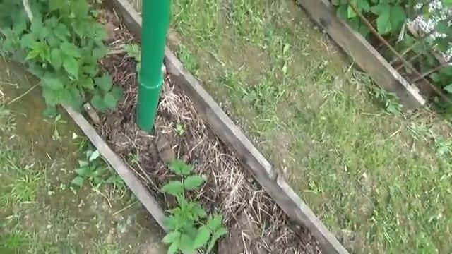 5 МАЛИНА по методу Соболева Часть 1 - выращивание в траншеях Урожай - до 50 кг с 10 кустов