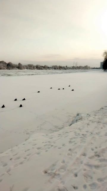 Утки сидят на льду Невы, Петербург. 9 декабря 2023.