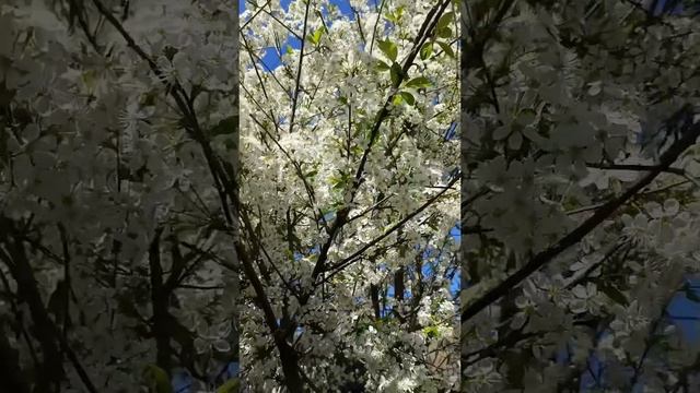 ВИШНЯ- НЕВЕСТА