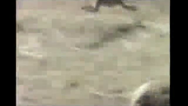 Обезьяны на кабане  Monkeys on a boar  Funny прикол