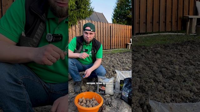 Идеальное время посадки картофеля #дача #сад #огород #рассада #garden #комнатныерастения