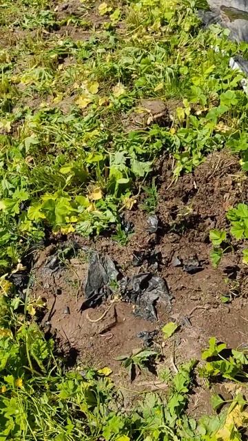 Второй год борьбы с борщевиком Сосновского. Методы бо?